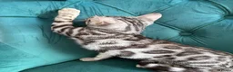 Bengal cats for sale: 2 TICA Active Bengal Boys - Advert 3