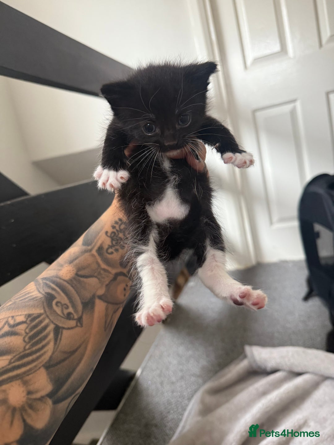 Mixed Breed cats for sale: Kittens for sale ready October 14th - Image 5
