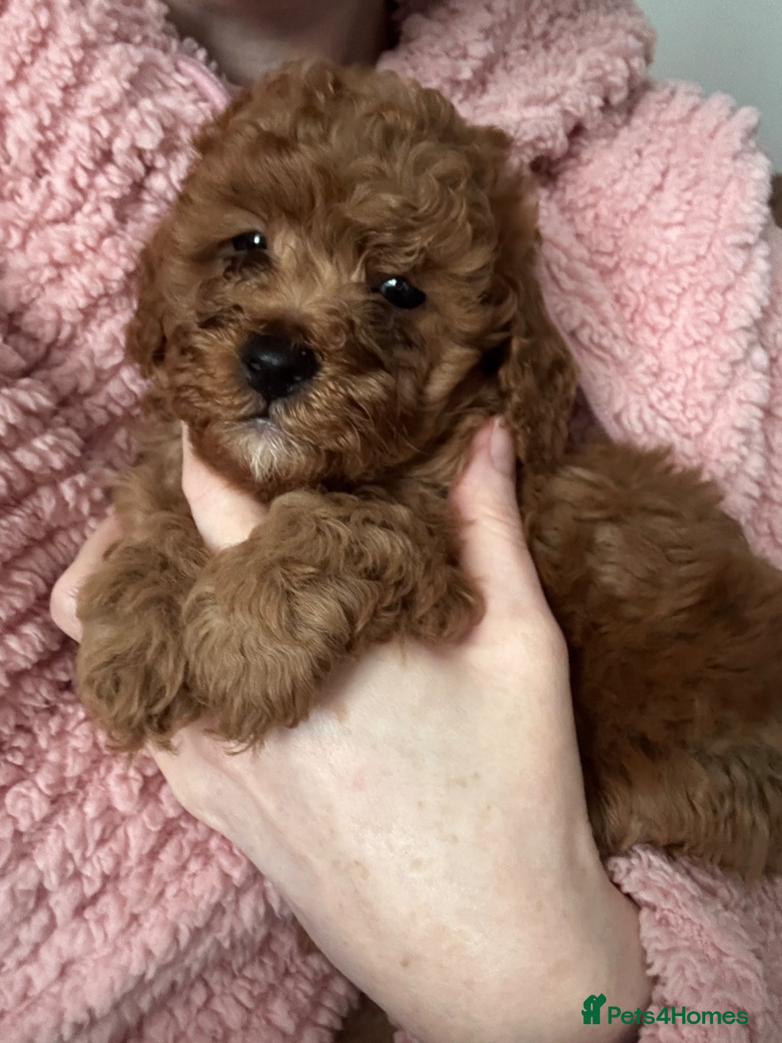 Cavapoochon dogs F1B Cavapoochon - Advert 1