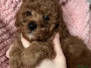 Cavapoochon dogs F1B Cavapoochon - Advert 1