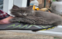 Maine Coon cats for sale: 4 x large bundles of fun - Image 18