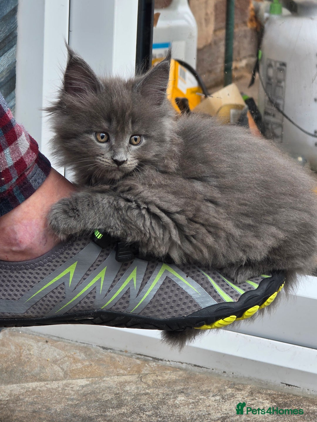 Maine Coon cats for sale: 4 x large bundles of fun - Image 18