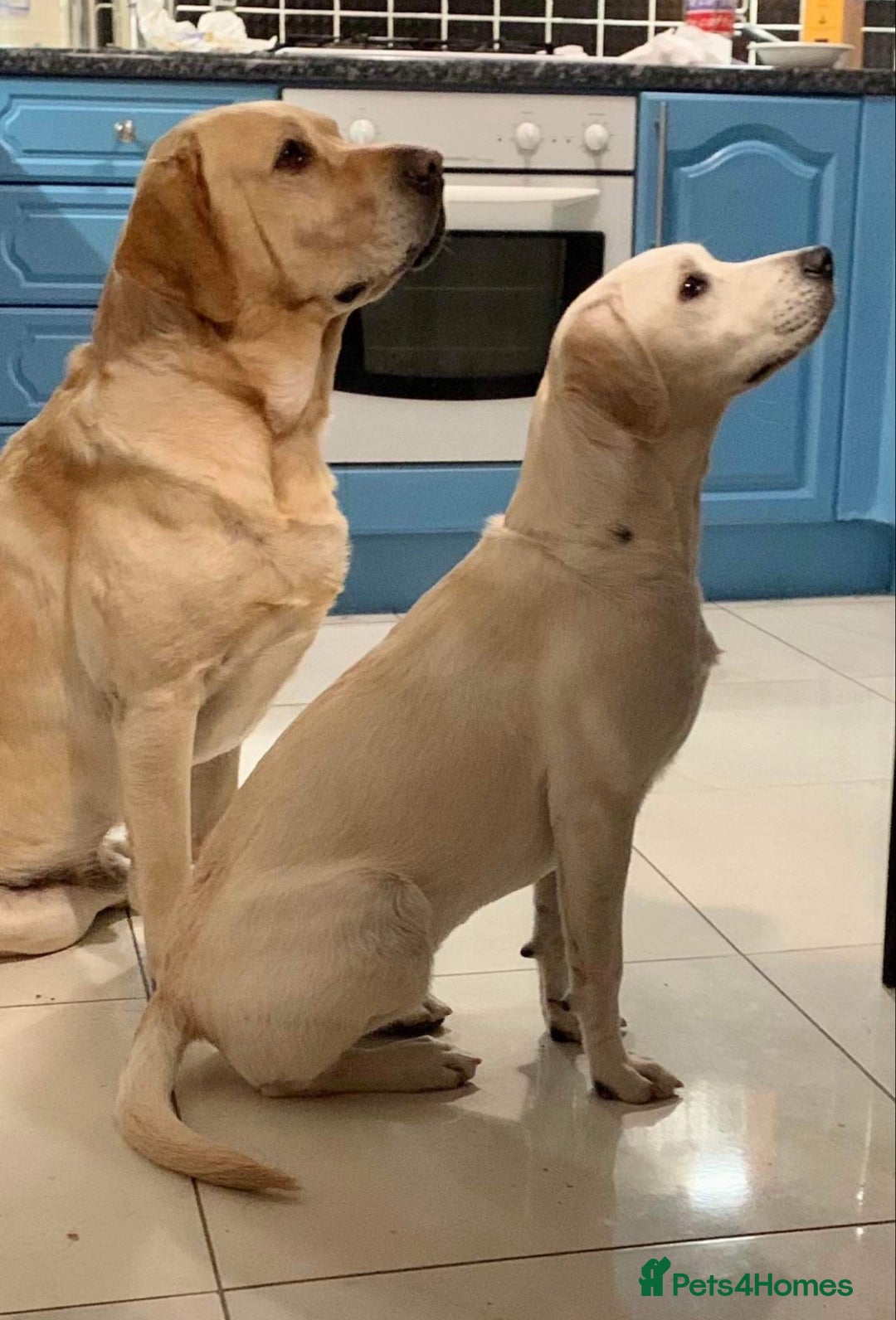 Labrador Retriever dogs for sale: 🐾 adorable Labrador Puppies- Taking Deposits Now - Image 15