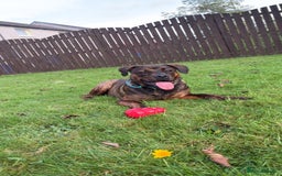 Mixed Breed dogs for sale: Bronx the staffyweiler - Image 1