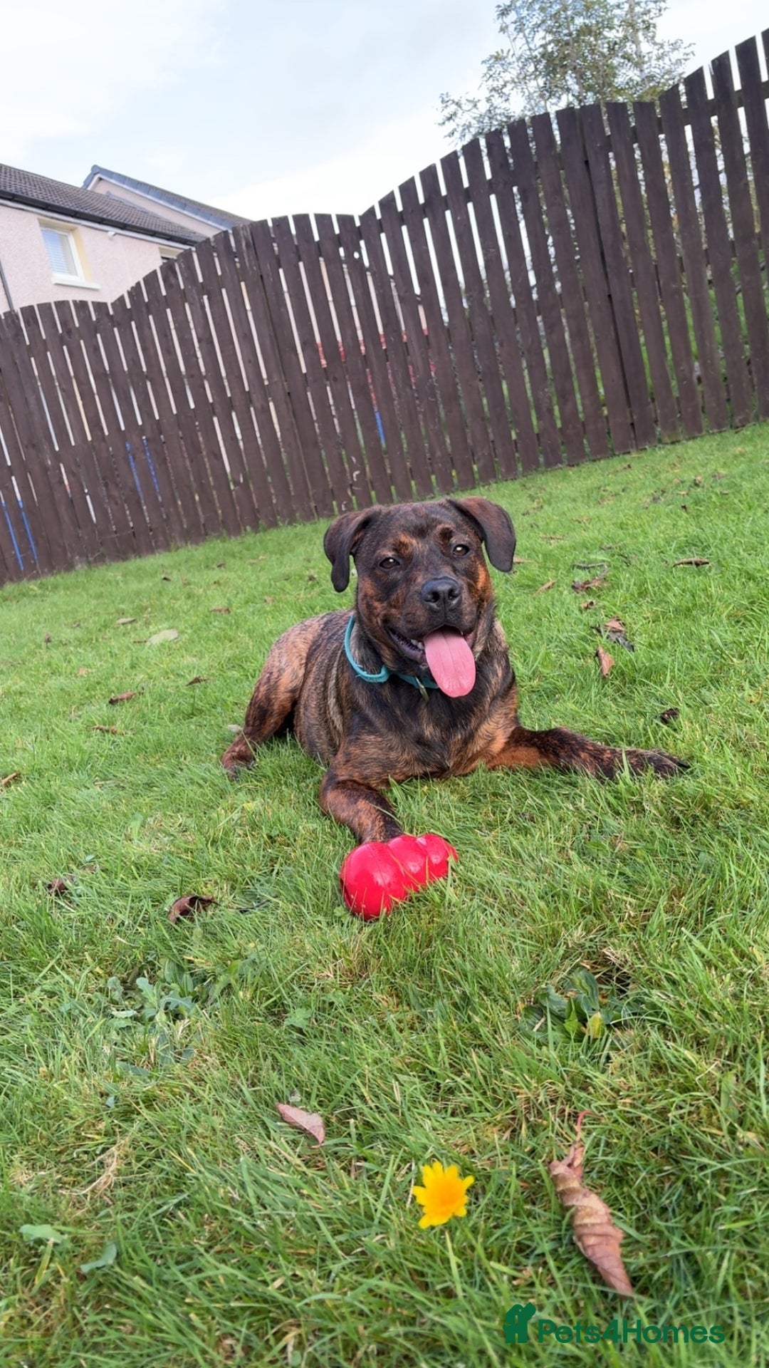 Mixed Breed dogs for sale: Bronx the staffyweiler - Image 1