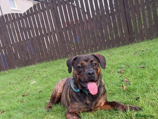 Mixed Breed dogs for sale - Advert 1