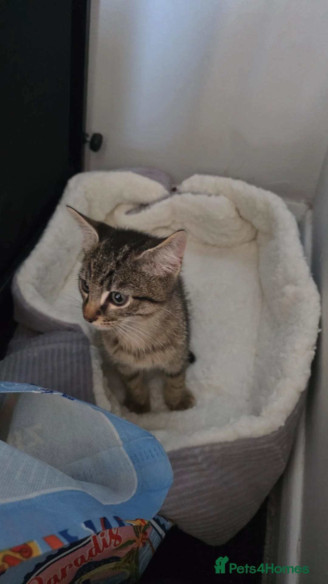 Mixed Breed cats for sale: Mixed breed kitten - Advert 5