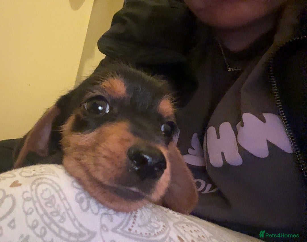 Mixed Breed dogs for sale: Minituare Yorkie cross dachshund puppies - Image 2