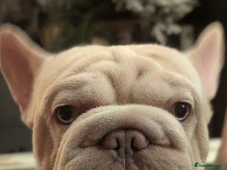 French Bulldog dogs in Portsmouth - Advert 33