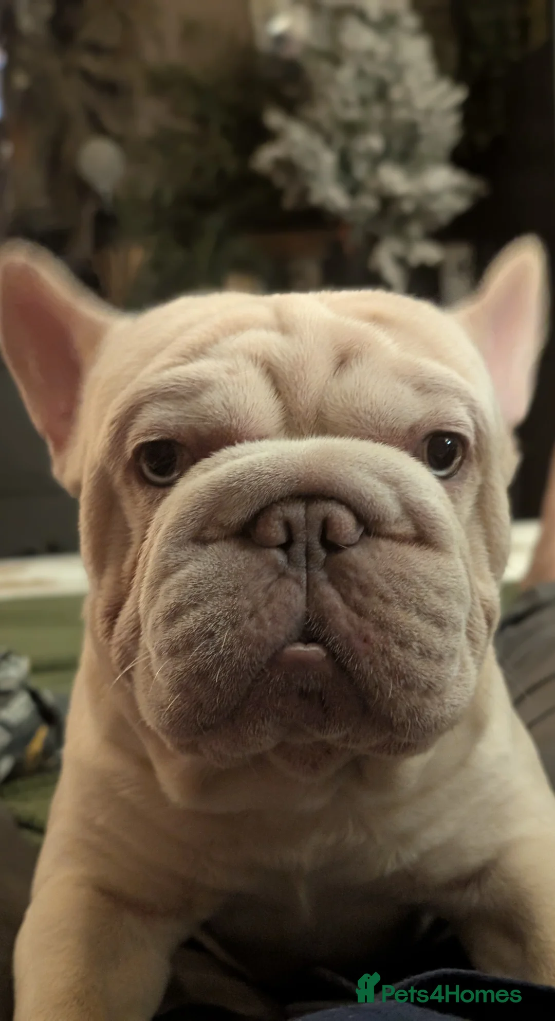 French Bulldog dogs for stud: Lilac platinum french bulldog stud in Portsmouth - Advert 2