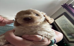 Cockapoo dogs for sale: cockapoo puppies  - Image 22