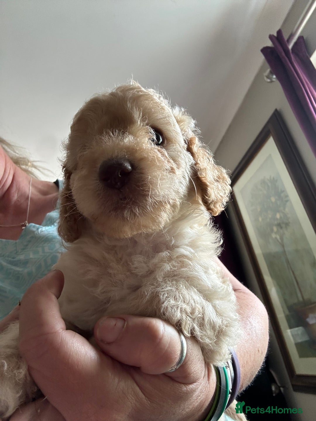 Cockapoo dogs for sale: cockapoo puppies  - Image 22