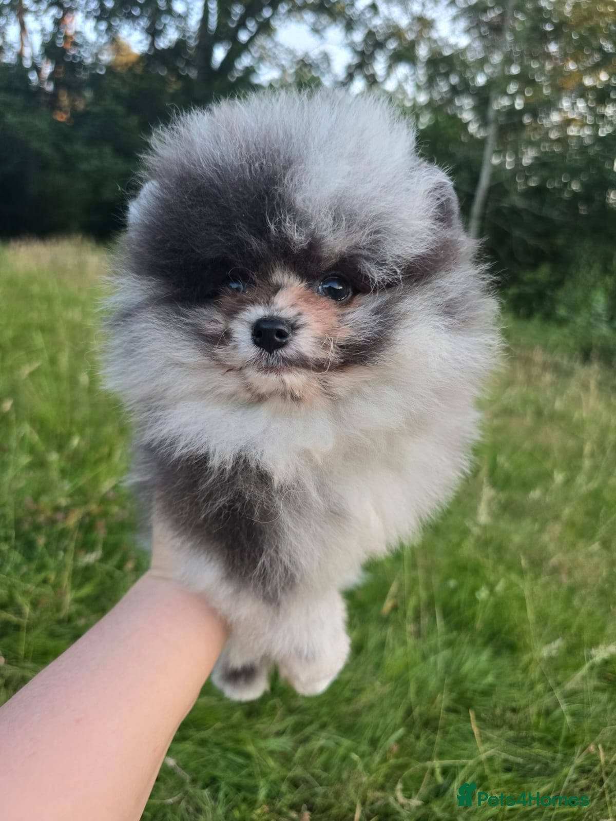 Pomeranian dogs CHIAO LI YA merle & lavender puppies - Advert 4