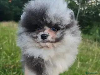 Pomeranian dogs CHIAO LI YA merle & lavender puppies - Advert 2