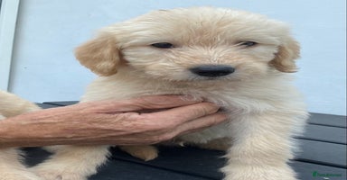 Labradoodle dogs - Advert 8