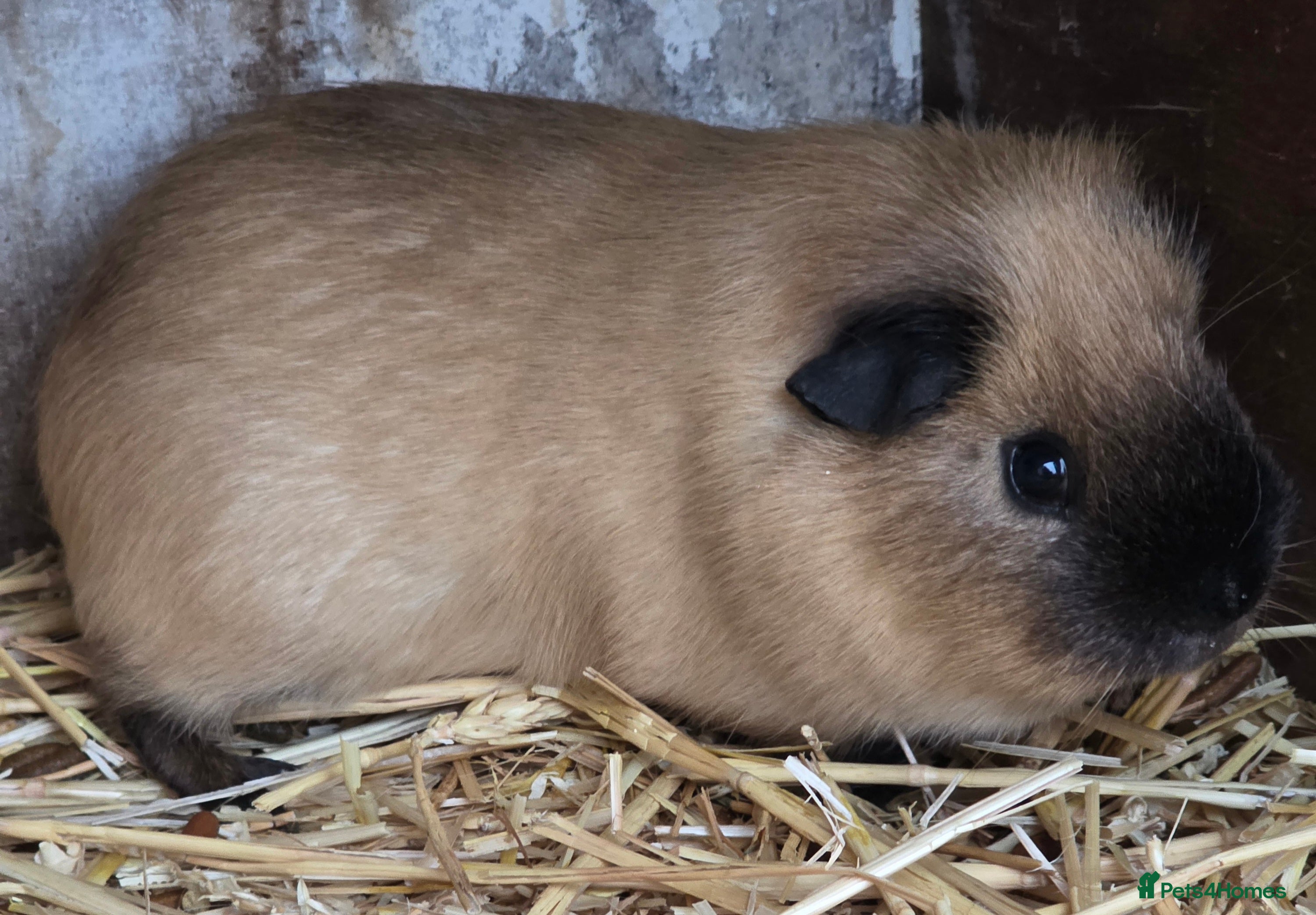 Guinea Pig rodents Gorgeous guinea pig bonded pairs available  - Advert 3