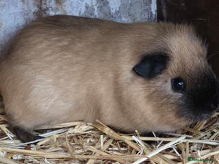 Guinea Pig rodents Gorgeous guinea pig bonded pairs available - Advert 5