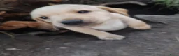 Labrador Retriever dogs for sale: 4 gorgeous Labrador boys - Advert 11