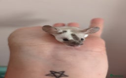 Mouse rodents for sale: Fancy mouse waiting list in Milton Keynes - Image 3