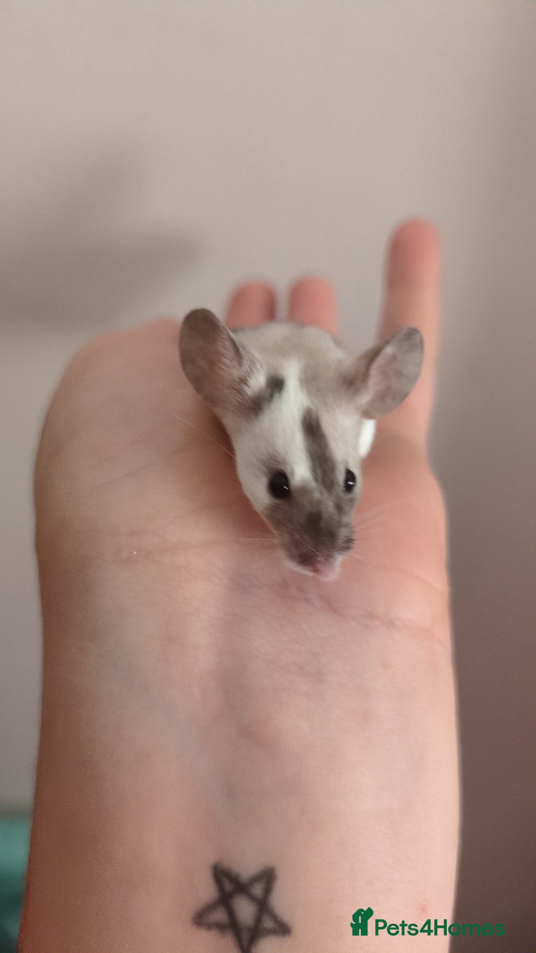 Mouse rodents for sale: Fancy mouse waiting list in Milton Keynes - Image 3