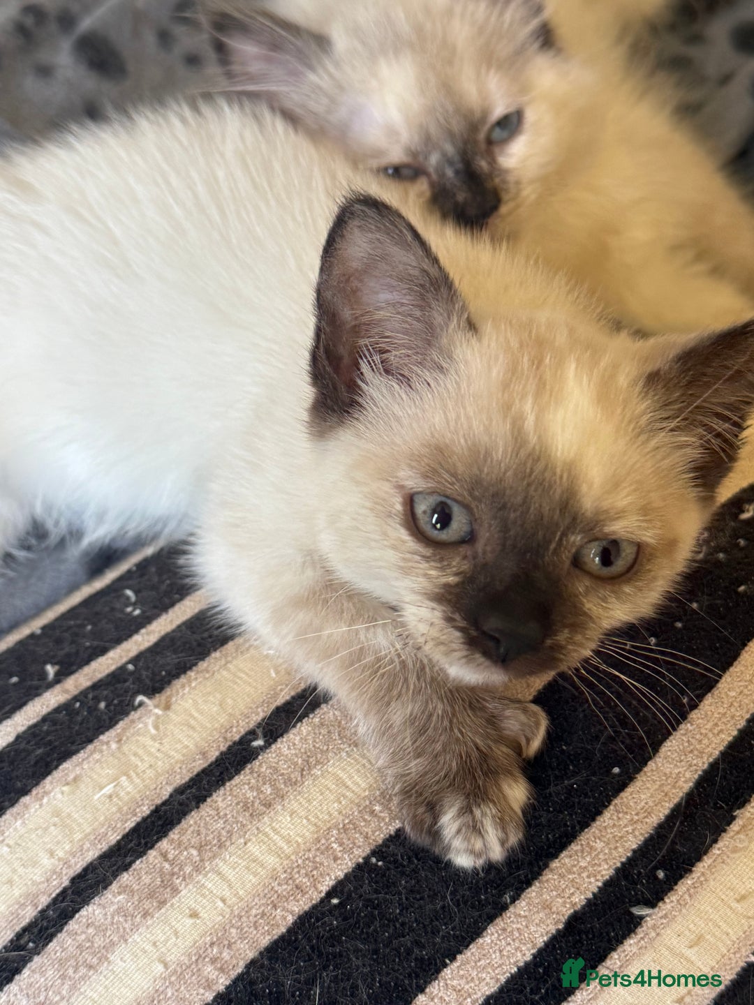 Ragdoll cats for sale: ADORABLE RAGDOLL POLYDACTYL KITTENS - READY NOW - Image 23