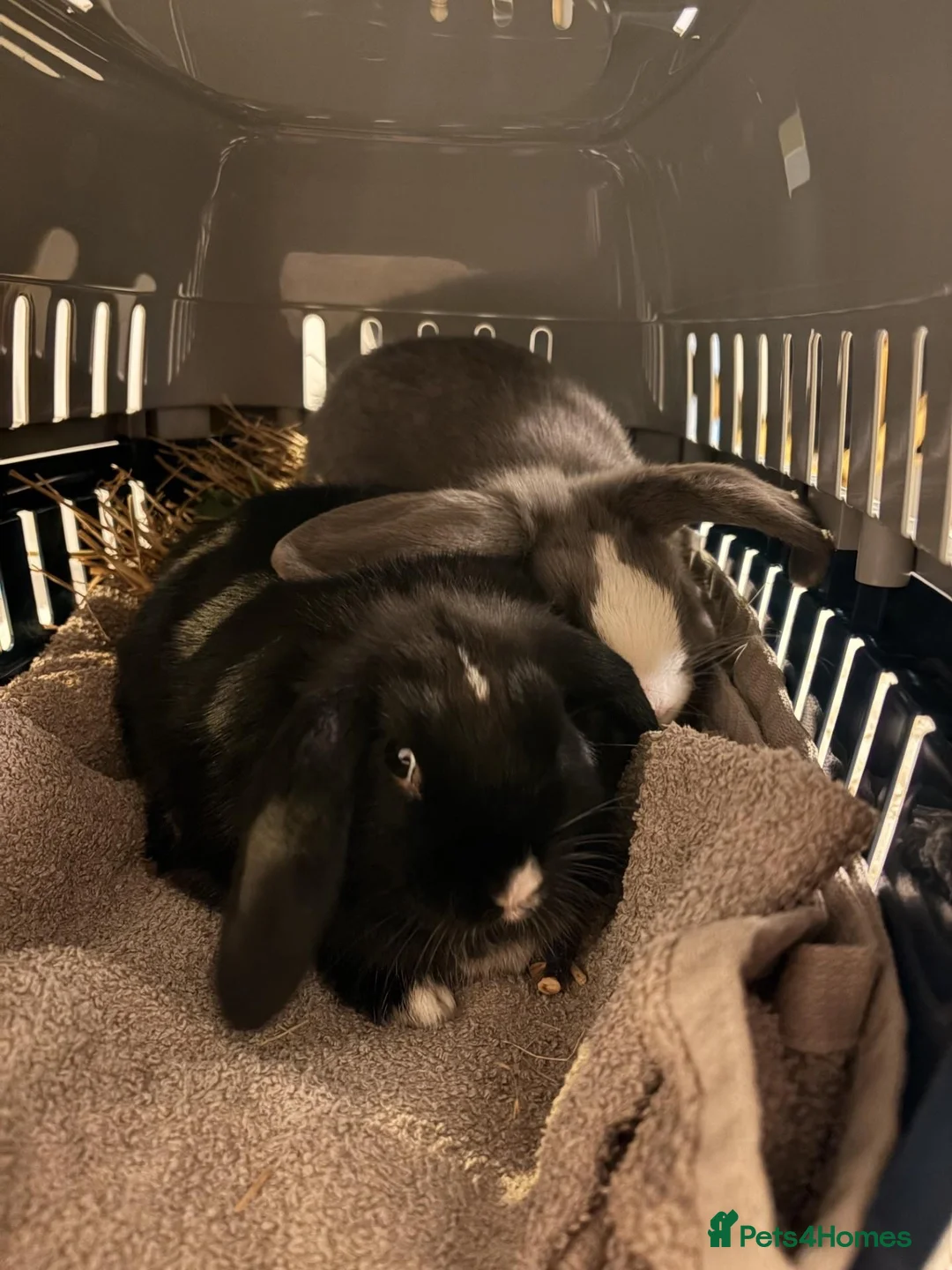 Mixed Breed rabbits for sale: Two lovely male bunnies in Sittingbourne - Advert 2