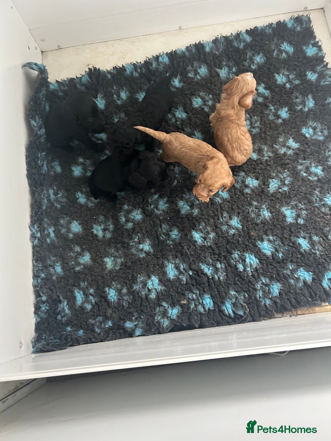 Cockapoo dogs for sale: Cockapoo Puppies - Image 4