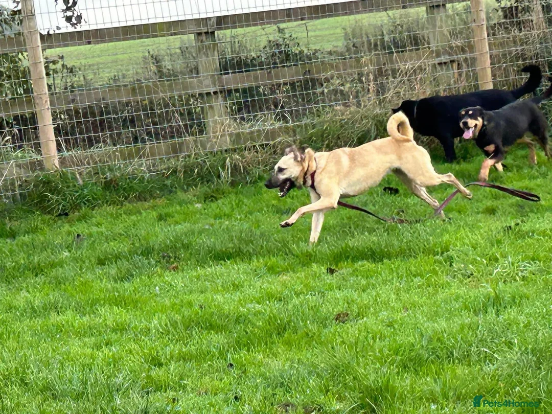 Mixed Breed dogs for adoption: Isodora - Norwich Norfolk  in Norwich - Advert 8