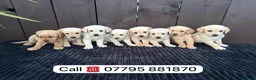 Goldador dogs for sale: Goldador puppies 9 available  - Advert 18