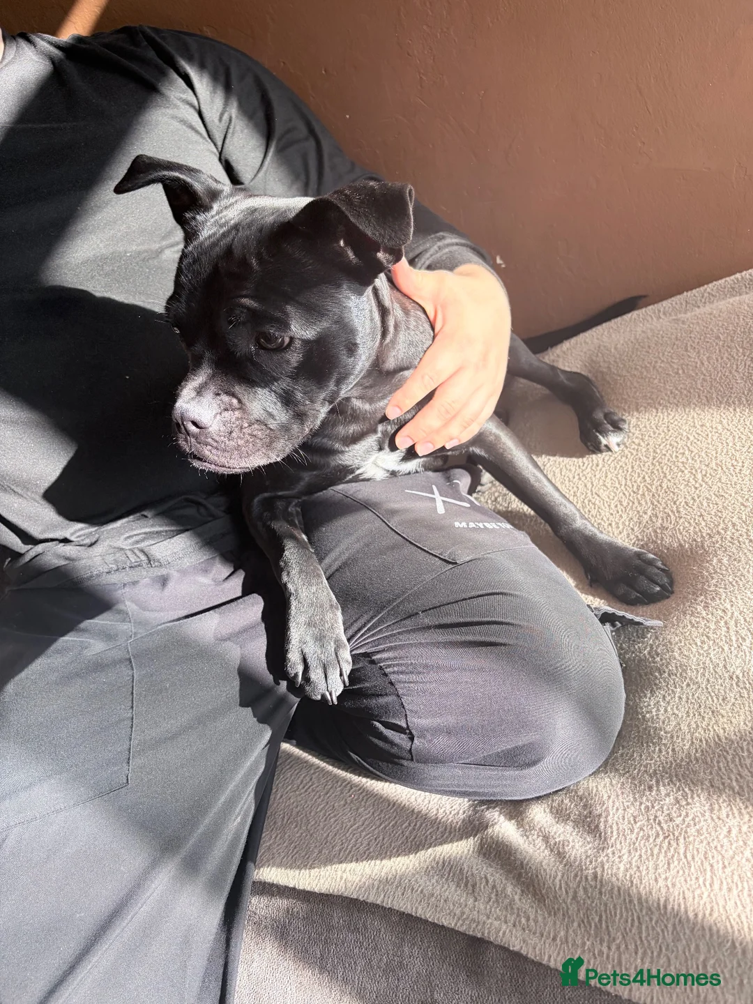 Mixed Breed dogs for sale: 8 month old female  - Advert 3