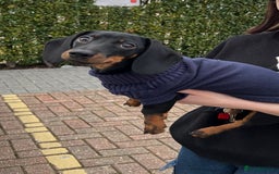 Miniature Dachshund dogs for stud: Black & tan Smooth Haired Dachshund Stud. - Image 9
