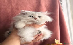 British Shorthair cats for sale: Now reserved - BLH girl  - Advert 2