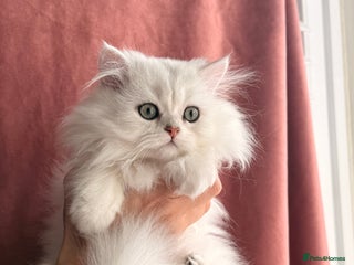 British Shorthair cats - Advert 4