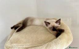 Ragdoll cats for sale: GCCF Champion Line Pedigree Ragdoll Kittens - Image 6