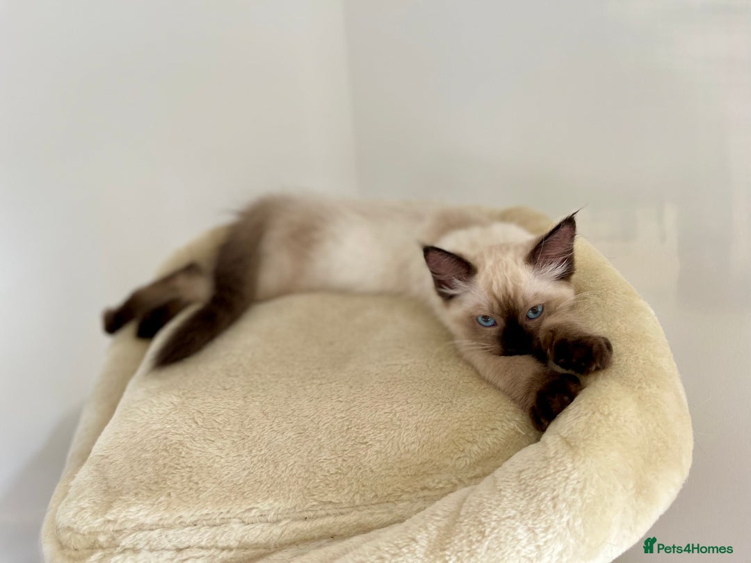 Ragdoll cats for sale: GCCF Champion Line Pedigree Ragdoll Kittens - Image 6