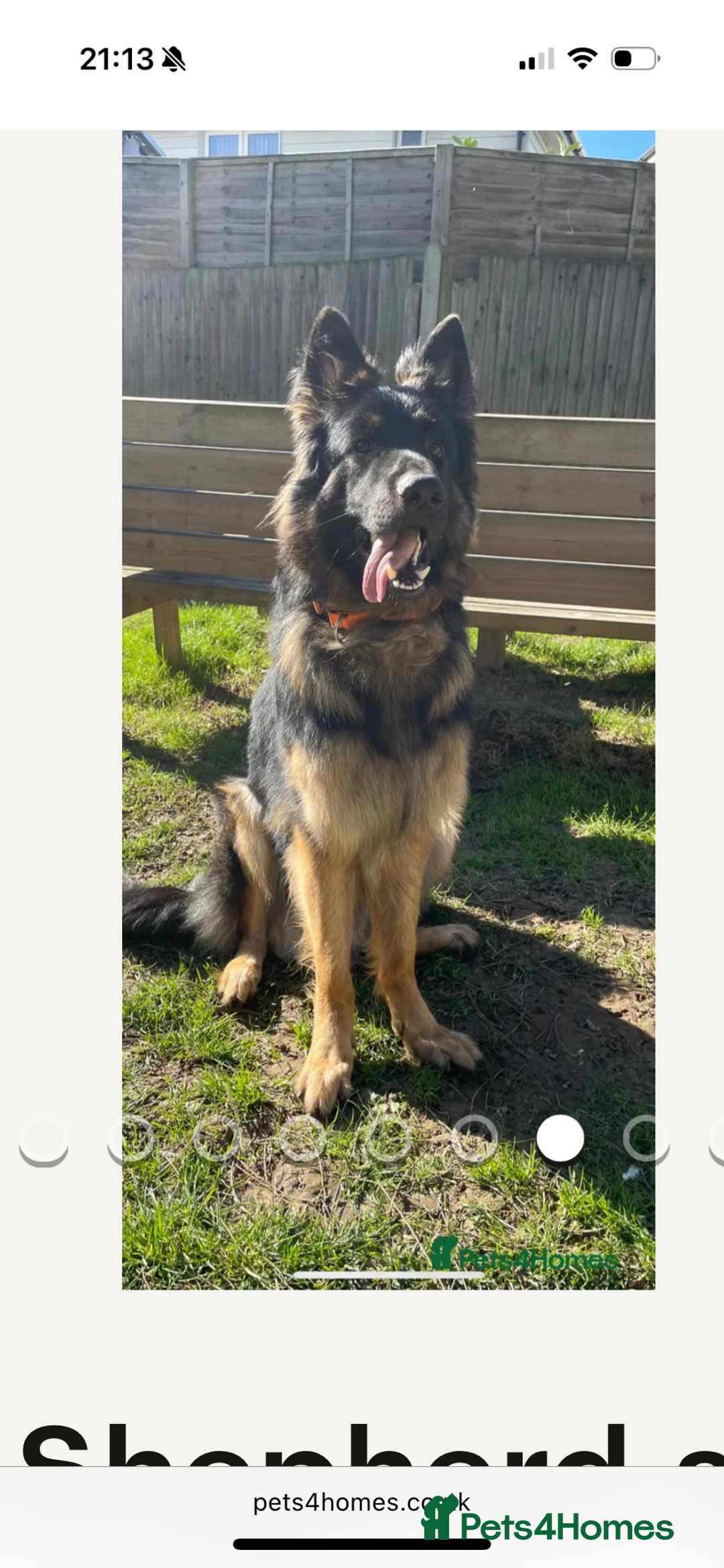 German Shepherd dogs for sale: KC GSD long coat.  Fantastic bloodlines.  - Advert 32