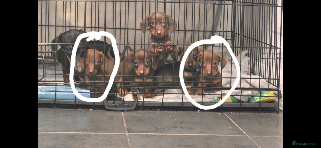 Dachshund dogs for sale: Dachshund  - Advert 15