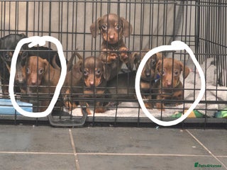 Dachshund dogs Dachshund - Advert 16