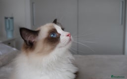 Ragdoll cats for sale: 💗 Tica Reg Ragdoll Kittens  - Image 7