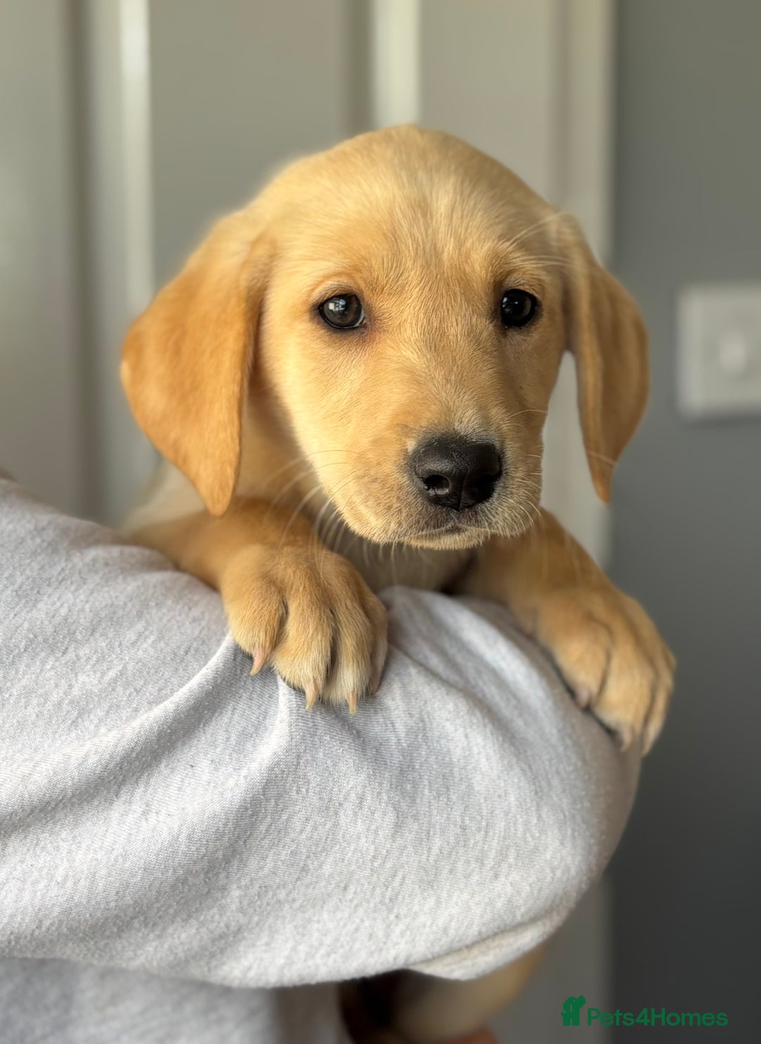 Labrador Retriever dogs for sale: 2 Beautiful Pure Labradors READY NOW🩷 - Image 4