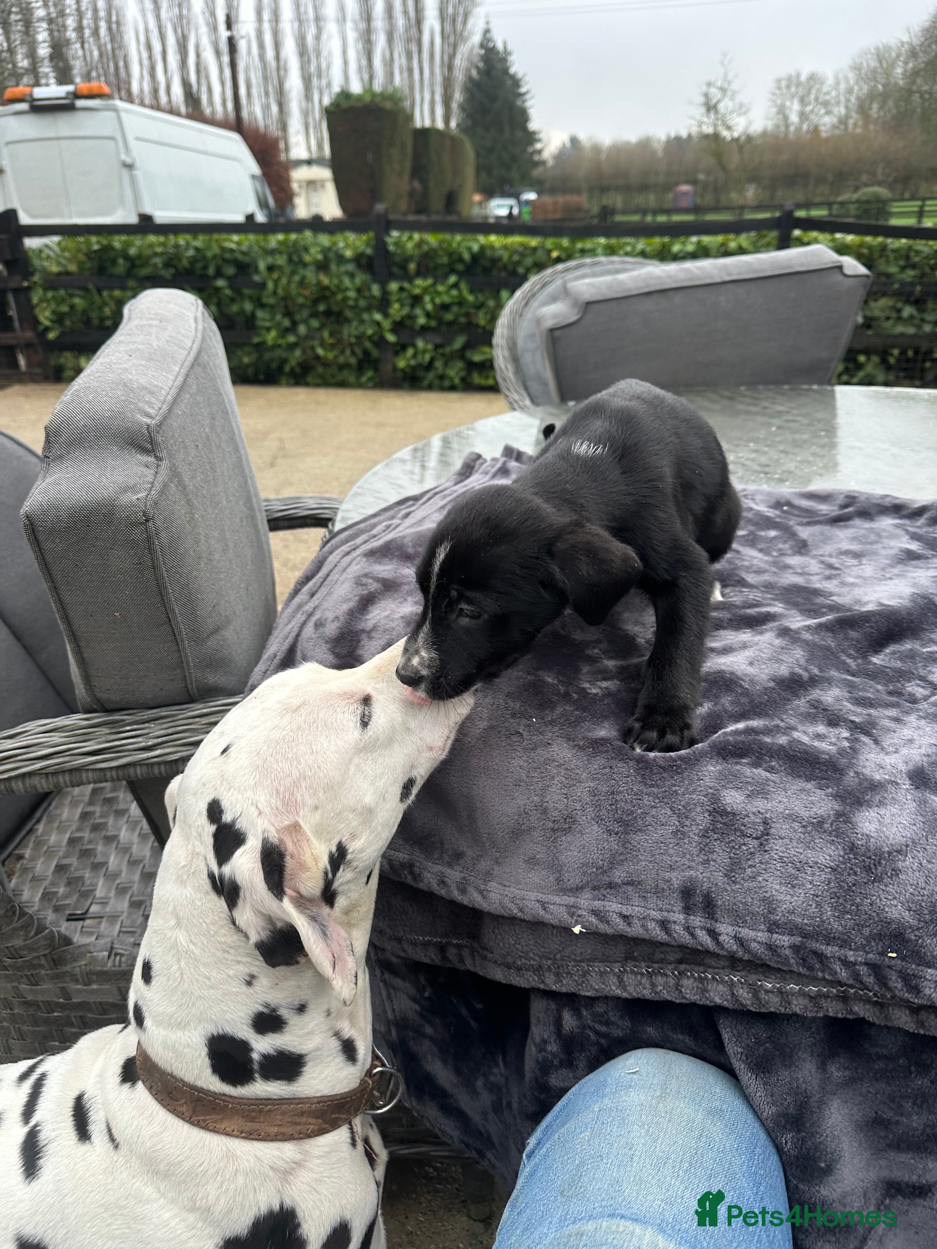 Mixed Breed dogs SURPRISE SURPRISE  one black girls left  - Advert 13