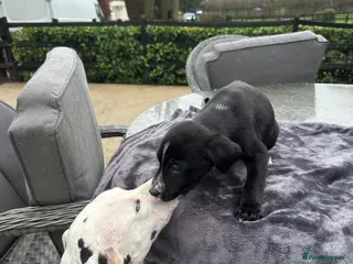 Mixed Breed dogs SURPRISE SURPRISE one black girls left - Advert 13