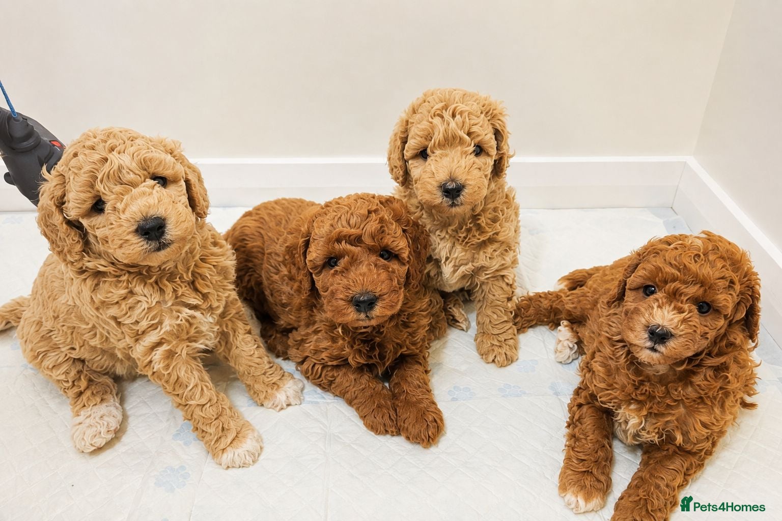 Poochon dogs  Beautiful Poochon Puppies  - Advert 5