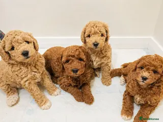 Poochon dogs Beautiful Poochon Puppies - Advert 11