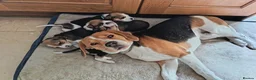 Beagle dogs for sale: Beautiful Pure Beagle Puppies  in Ledbury - Advert 17