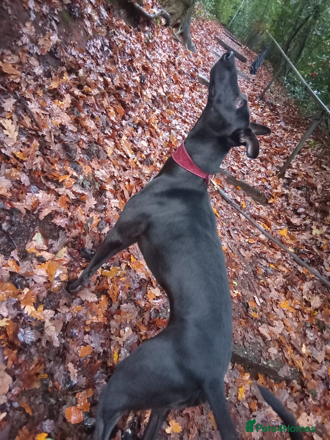 Mixed Breed dogs for sale: Grey hound x collie female  - Advert 5