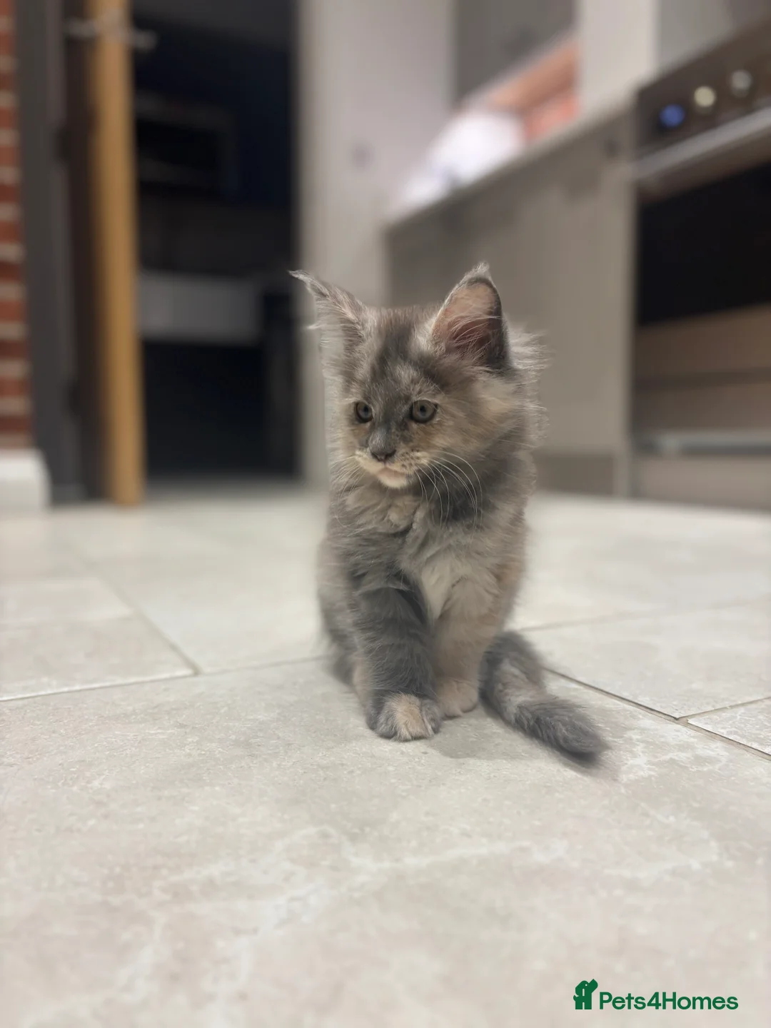 Maine Coon cats for sale: TICA Maine Coon Kittens - ready now - Advert 9