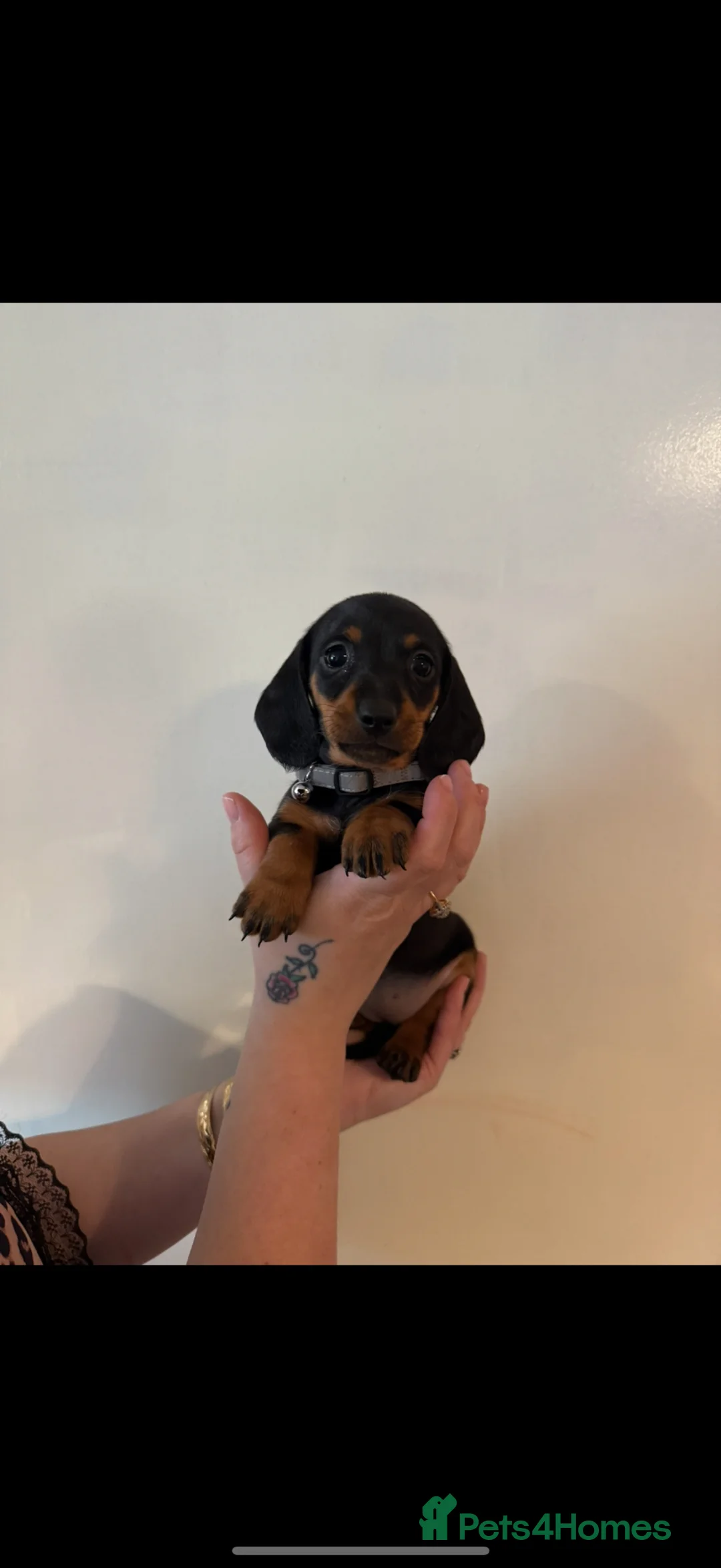 Dachshund dogs for sale: 4 merl pups in Hull - Advert 5