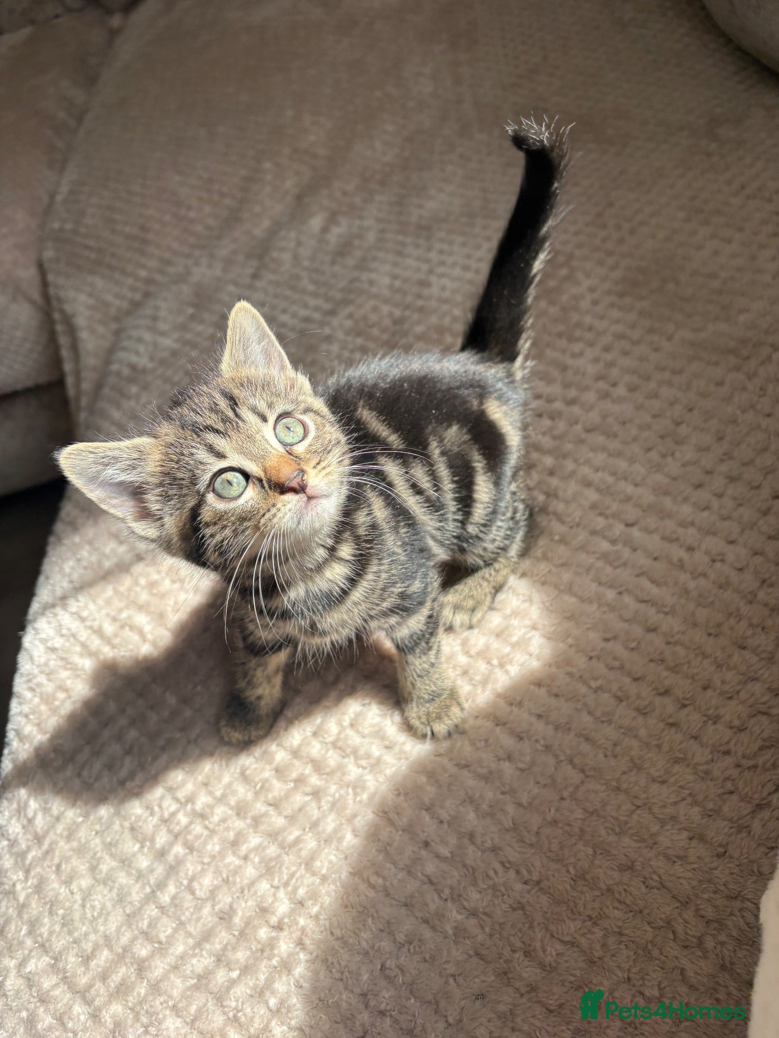 Domestic Shorthair cats Gorgeous little kittens looking for a forever home - Advert 6