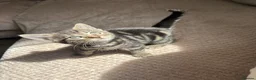Domestic Shorthair cats for sale: Gorgeous little kittens looking for a forever home - Advert 1
